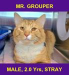 MR. GROUPER